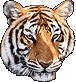 tigerman8u's Avatar